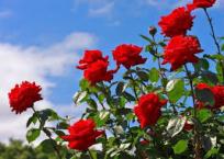 Various Job openings at our Freshway Rose Farm